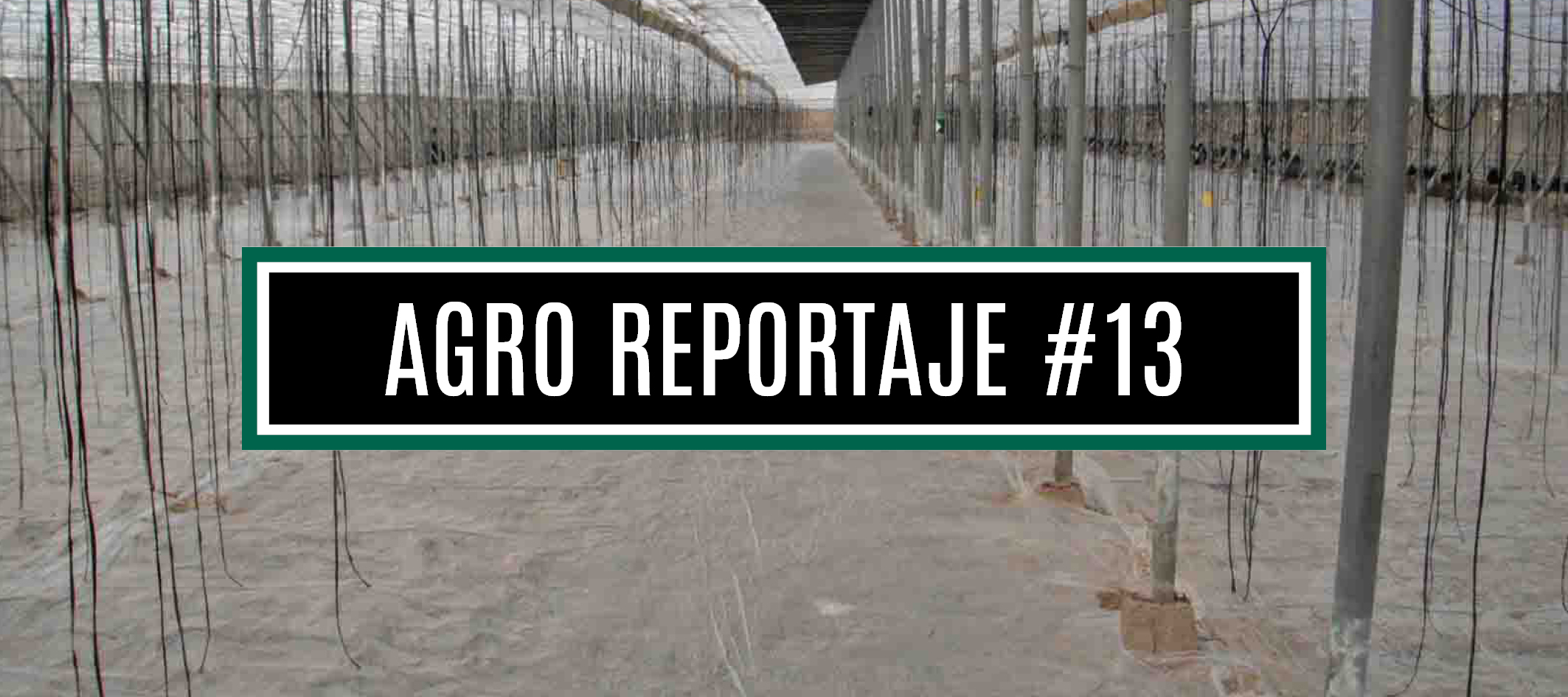 AGRO REPORTAJE #13 (WEB)