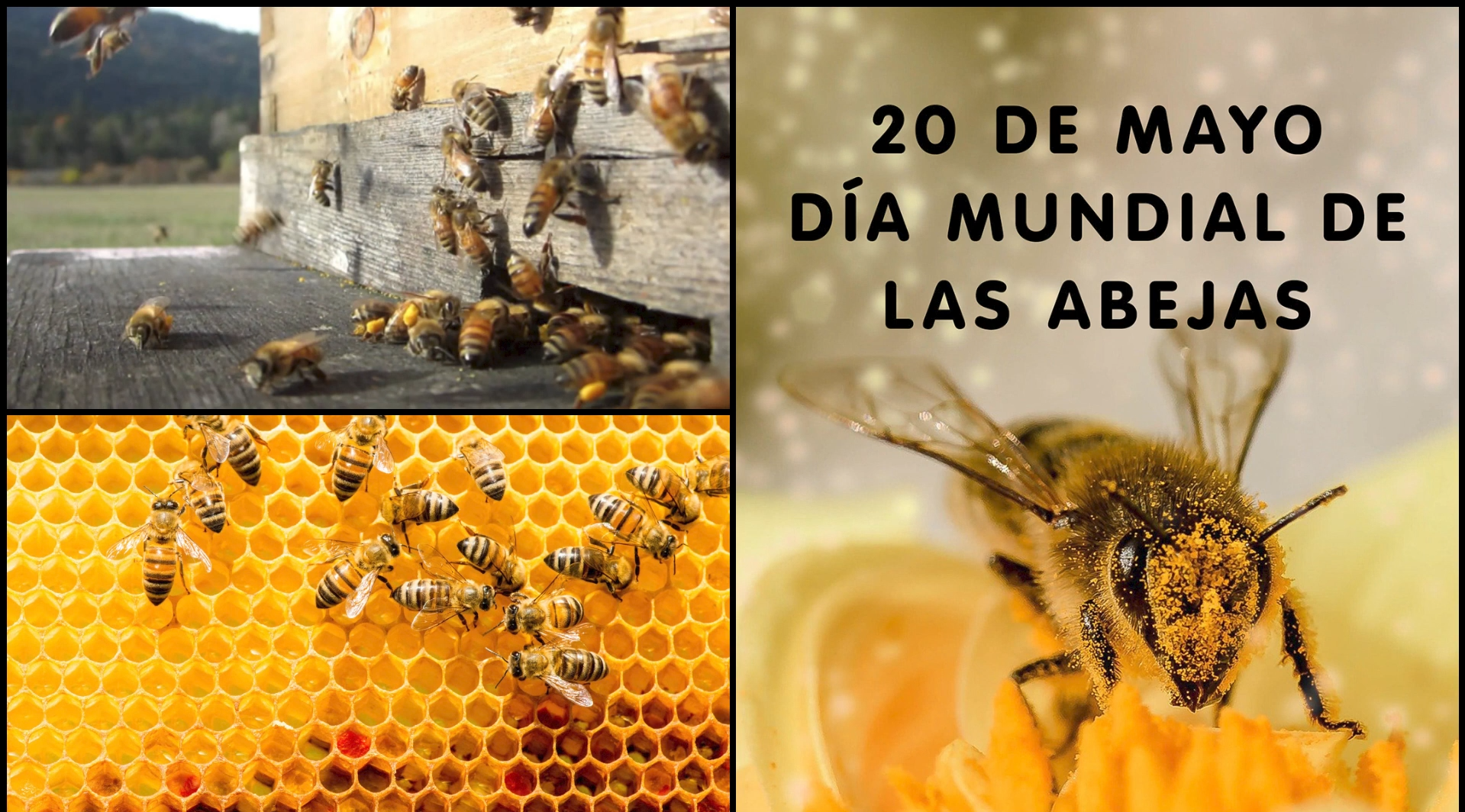 #ENTREVISTA Andrés Martín, apicultor