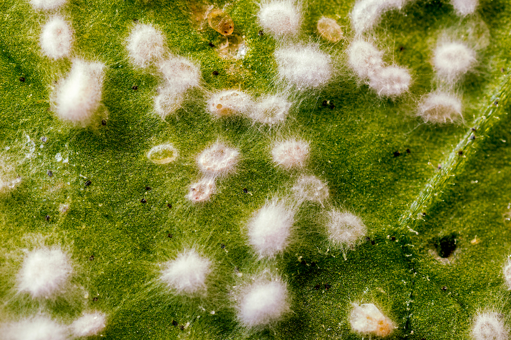 PIE DE FOTO. Larvas de mosca blanca infectadas por el bioinsecticida Mycotal.