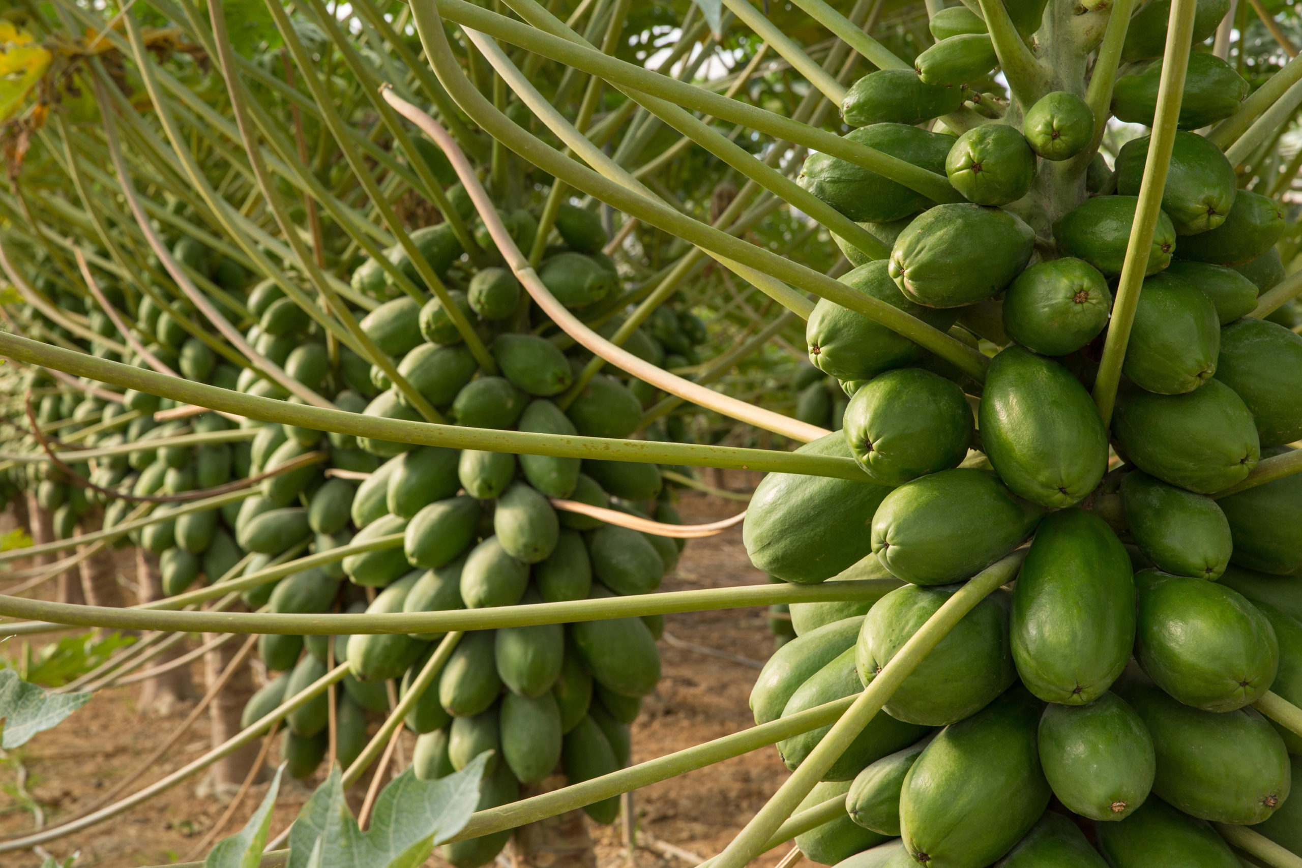 Papaya_Caballero_de_CapGen_Seeds