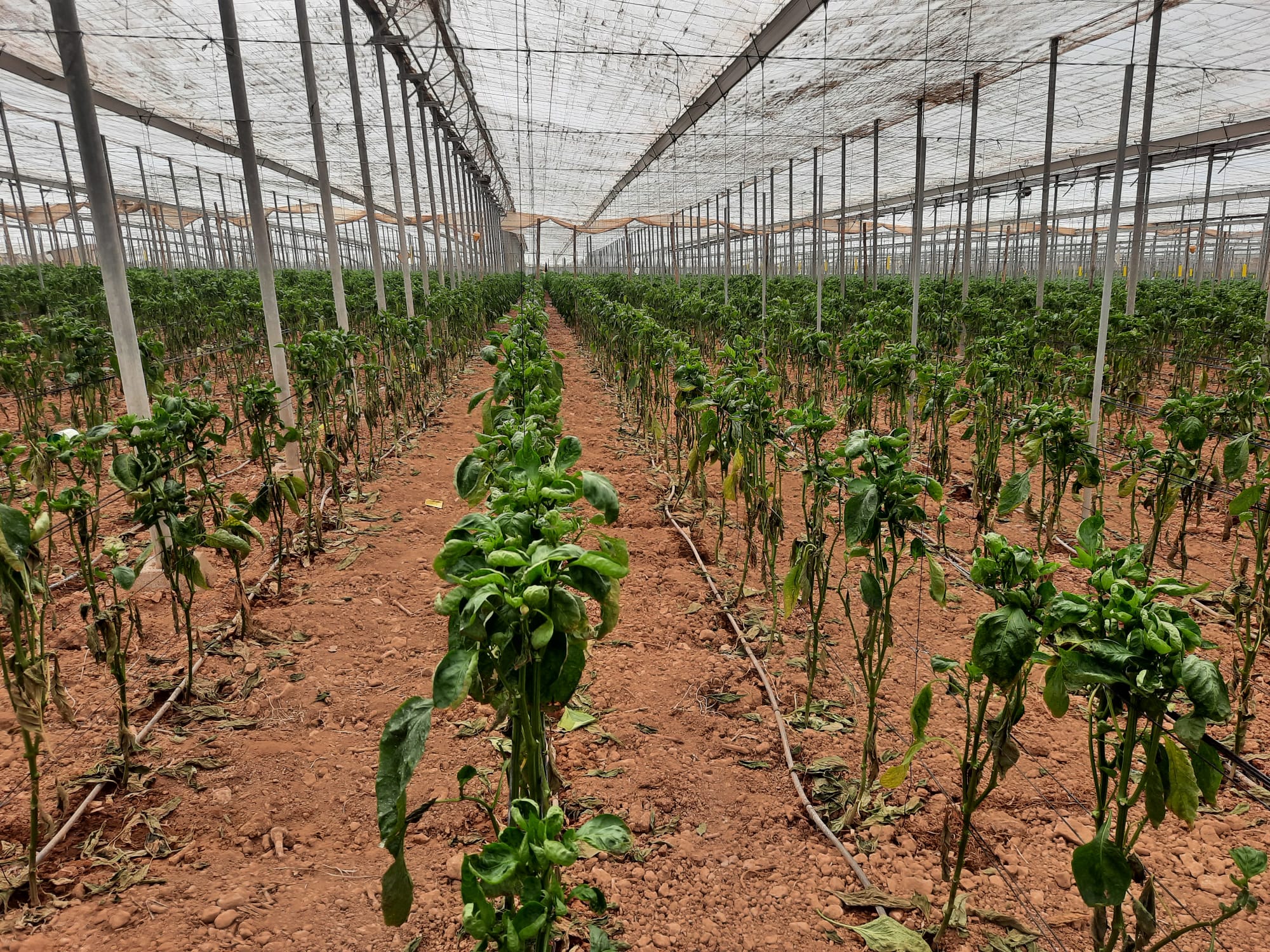 Daños causados en cultivo de pimiento en Almería