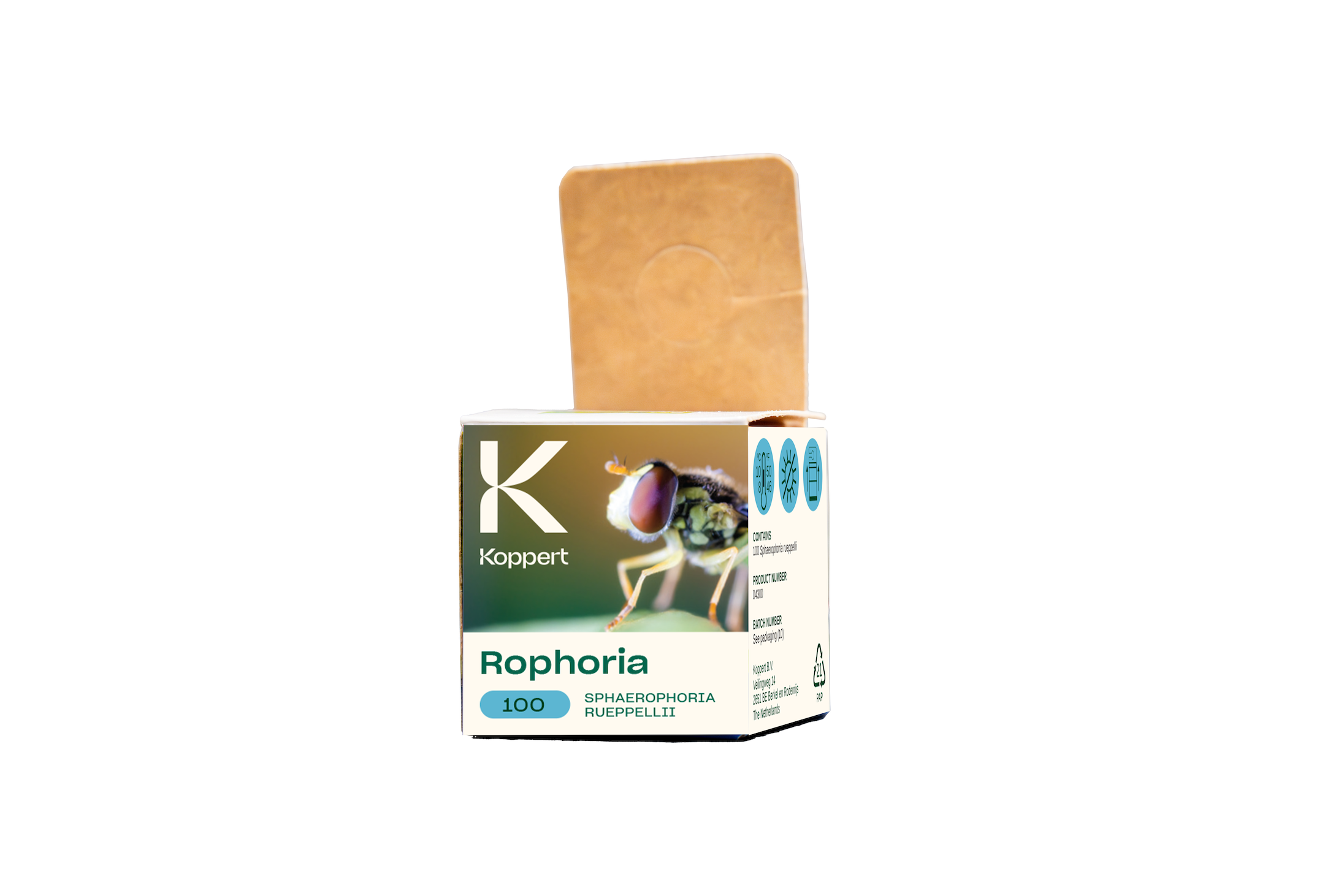 3.Rophoria - Sphaerophoria rueppellii