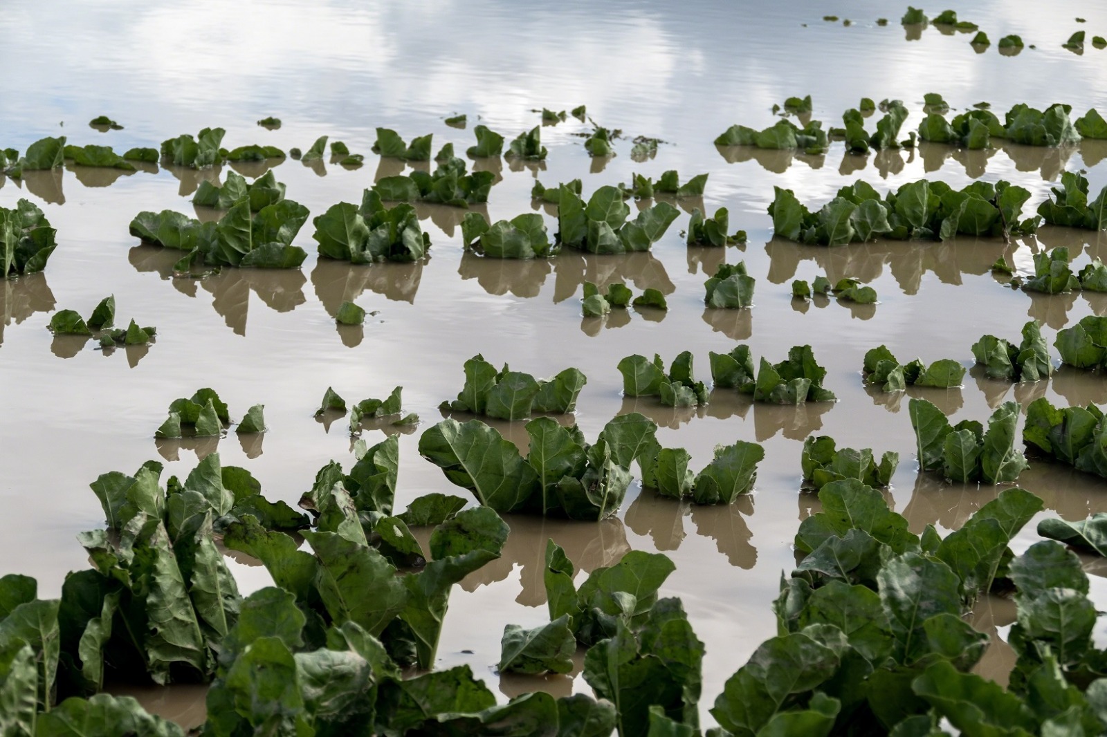 Seguros agrarios 3