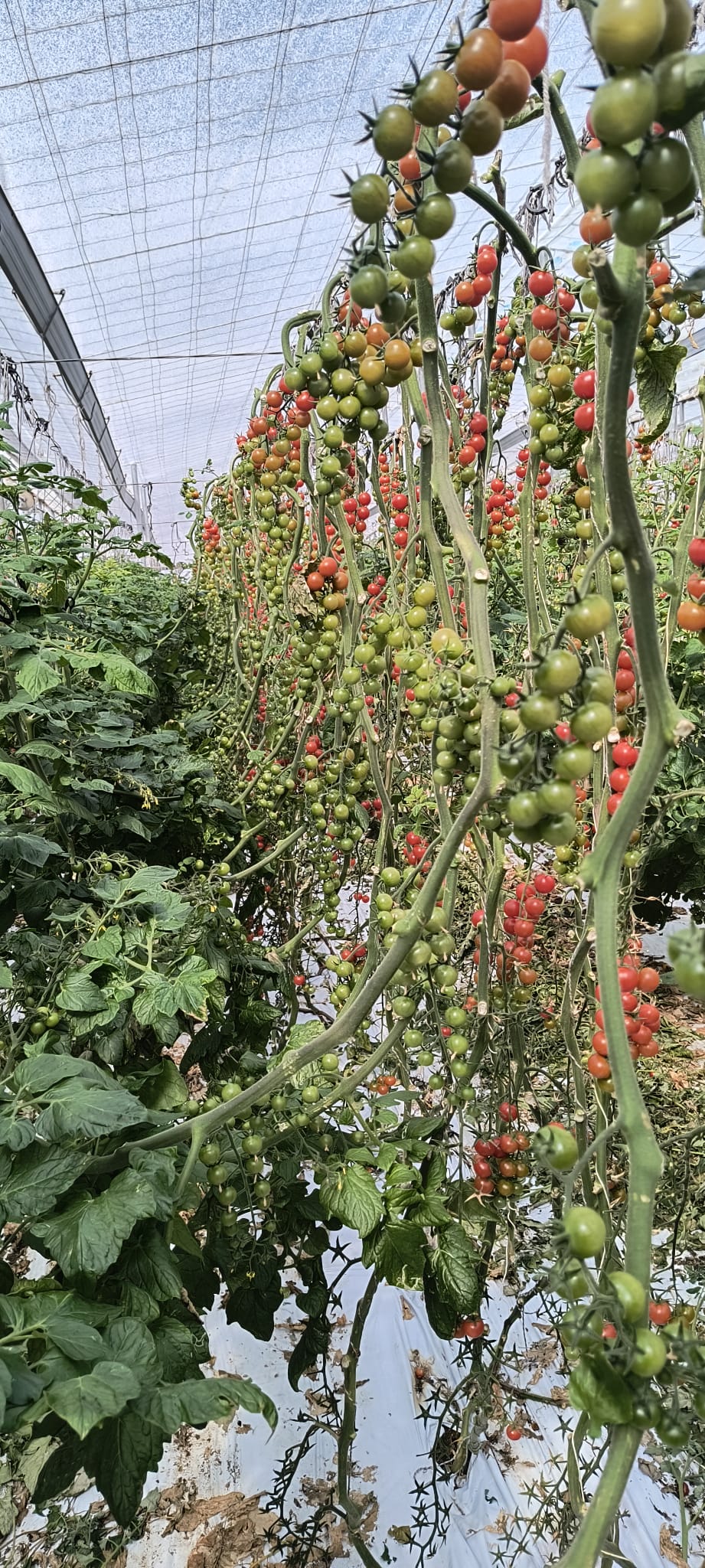 WhatsApp Image 2026-02-26 at 12.46.46